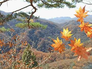 麦荣村未来发展规划蓝图，塑造现代化乡村典范