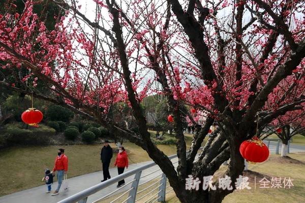 上海新梅最新进展，先锋力量引领城市发展之路