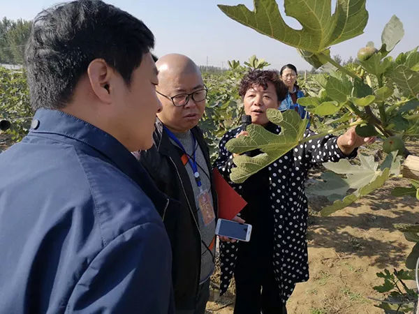 红英农业创新发展展现蓬勃活力，最新消息解读