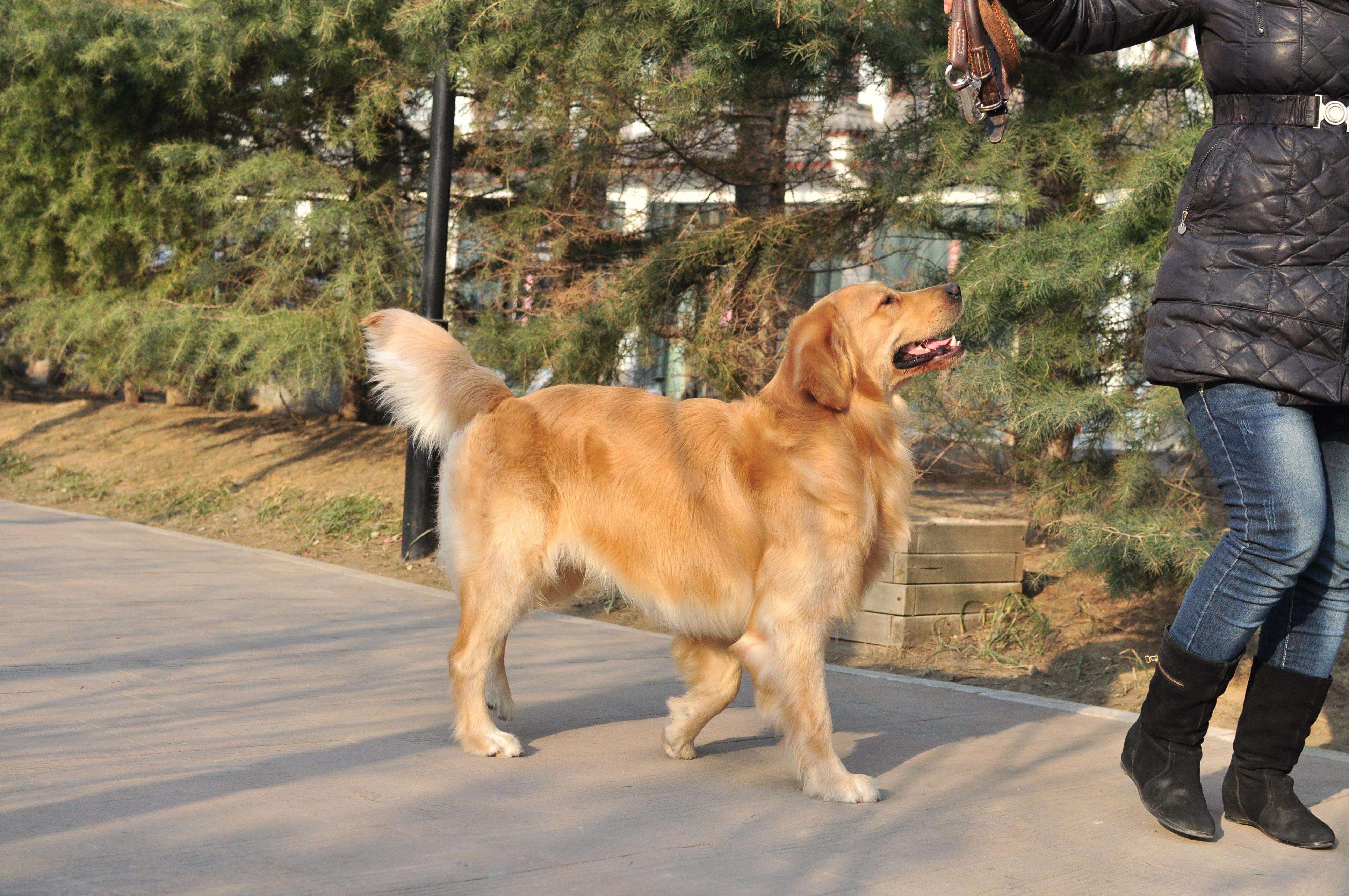 天一犬舍，长毛种公犬的魅力展示