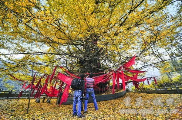 明中乡未来蓝图发展规划揭秘，塑造乡村新面貌