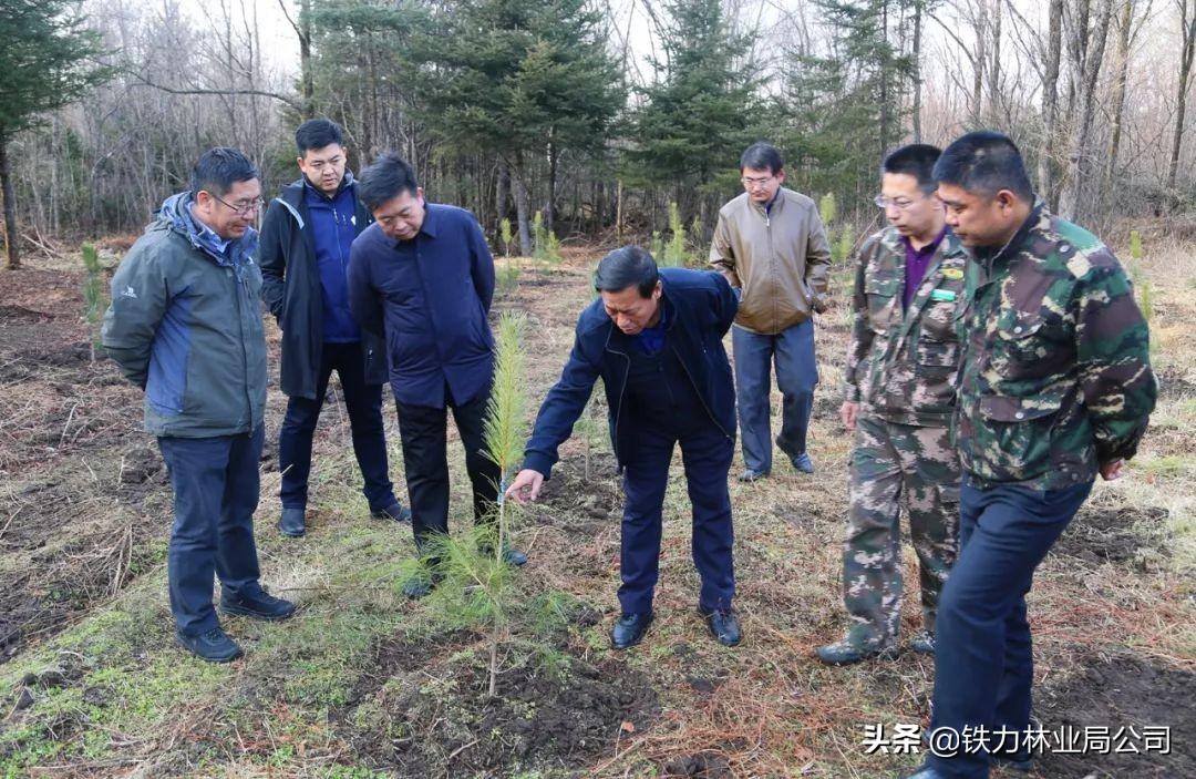 丰林林场绿色发展新篇章，探索与实践最新项目